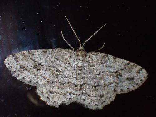 Ectropis crepuscularia